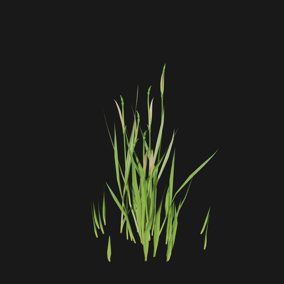 Real Grass 3D https://p.turbosquid.com/ts-thumb/OZ/wuh43I/ub/vpjuncusensifoliusv3/jpg/1695472741/1920x1080/fit_q87/0de1871d190a3e1510681585e6812371535f07c8/vpjuncusensifoliusv3.jpg