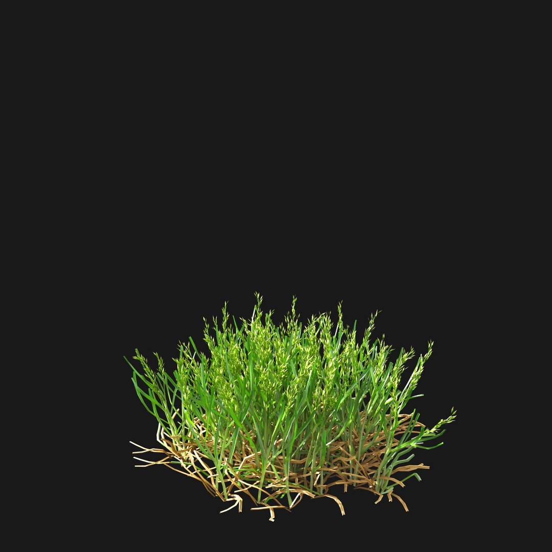 Real Grass 3D https://p.turbosquid.com/ts-thumb/OZ/wuh43I/uu/vppoapratensisv24/jpg/1695472787/1920x1080/fit_q87/45cbaa45b54eb7589a5456fc89a602b71fee4c8a/vppoapratensisv24.jpg