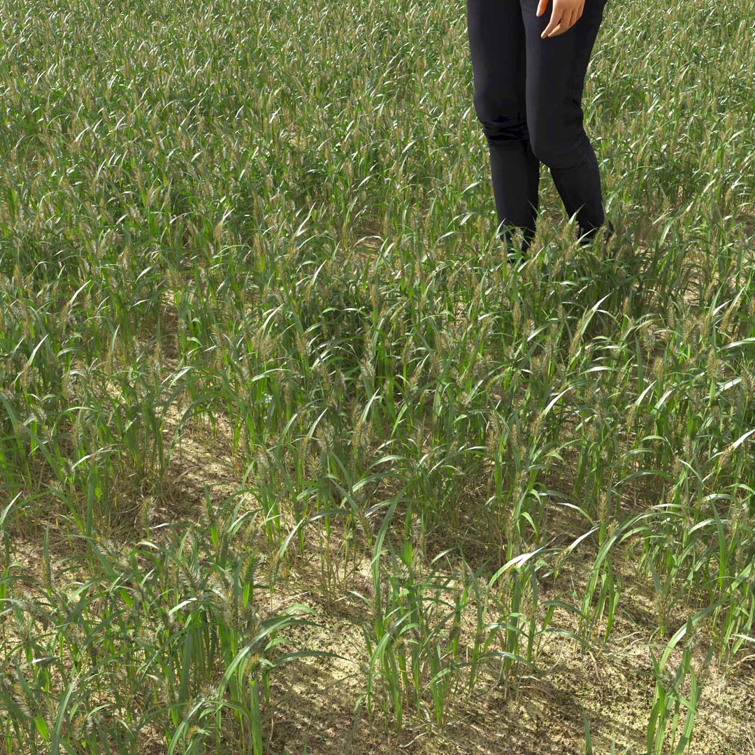 Real Grass 3D https://p.turbosquid.com/ts-thumb/OZ/wuh43I/vE/vpalopecuruspratensisv1field/jpg/1695472682/1920x1080/fit_q87/45e2ac761dc722e5281697bccdda6f5175d5f875/vpalopecuruspratensisv1field.jpg