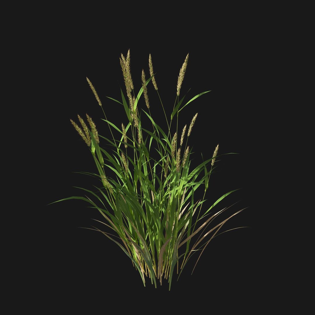 Real Grass 3D https://p.turbosquid.com/ts-thumb/OZ/wuh43I/wf/vpalopecuruspratensisv4/jpg/1695472684/1920x1080/fit_q87/d98ee5f07ca28cb0921893fa5d21e3da78233928/vpalopecuruspratensisv4.jpg