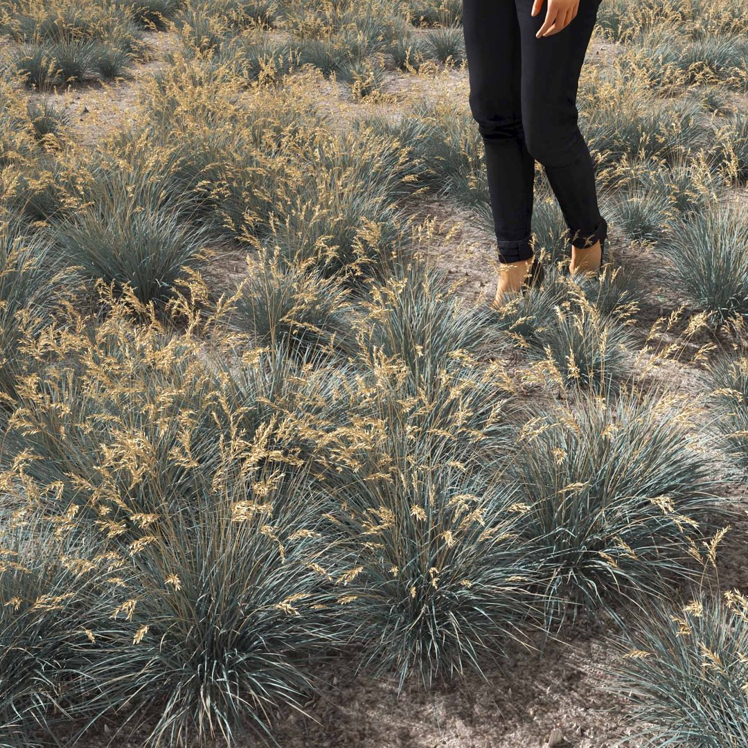 Real Grass 3D https://p.turbosquid.com/ts-thumb/OZ/wuh43I/wo/vphelictotrichonv4field/jpg/1695472731/1920x1080/fit_q87/1dbfc5a8ccbea71dae9f8df36c575c3210ec8668/vphelictotrichonv4field.jpg