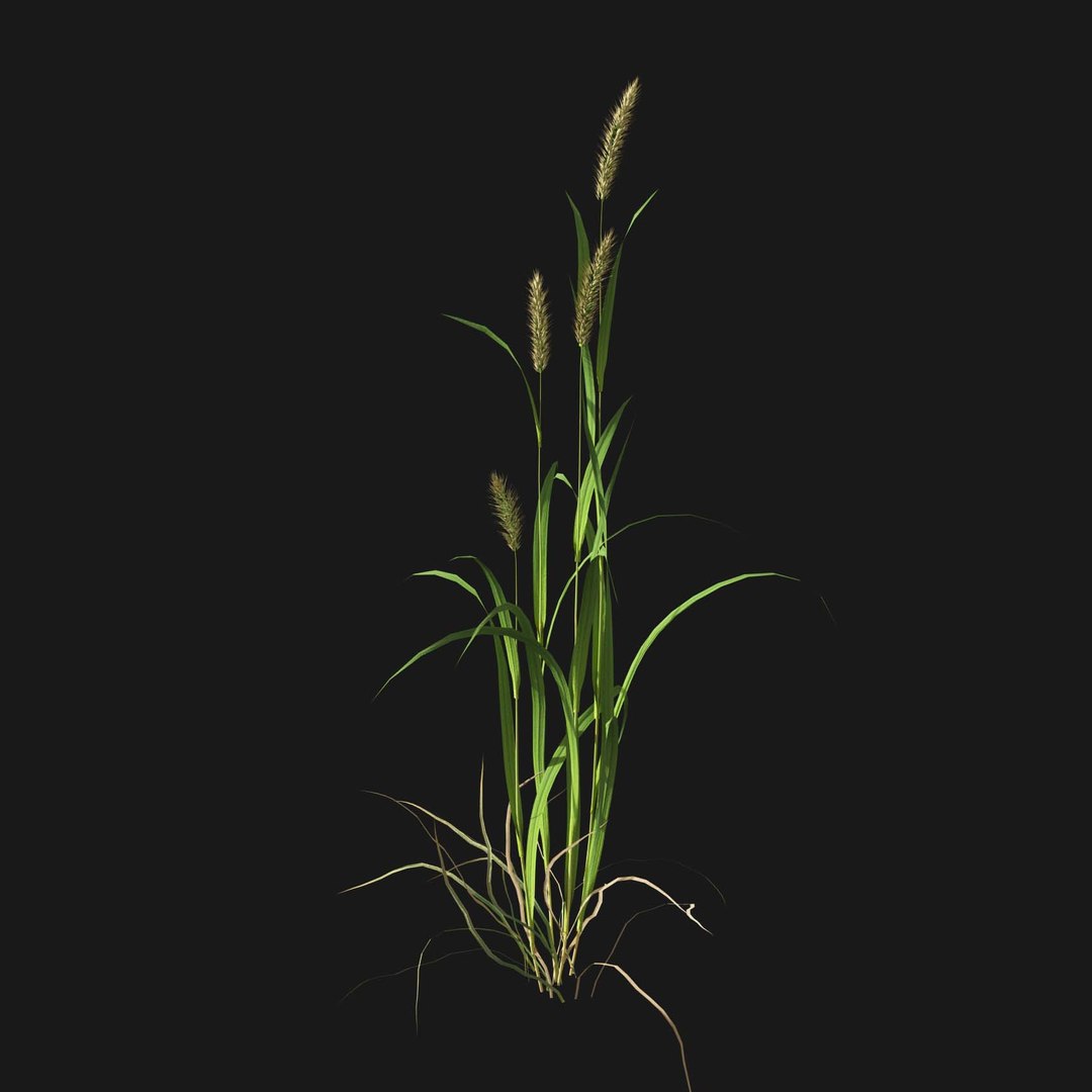Real Grass 3D https://p.turbosquid.com/ts-thumb/OZ/wuh43I/wq/vpalopecuruspratensisv2/jpg/1695472682/1920x1080/fit_q87/62448a4905016ae04bea2fdcf2dc5cf9b6c6c953/vpalopecuruspratensisv2.jpg