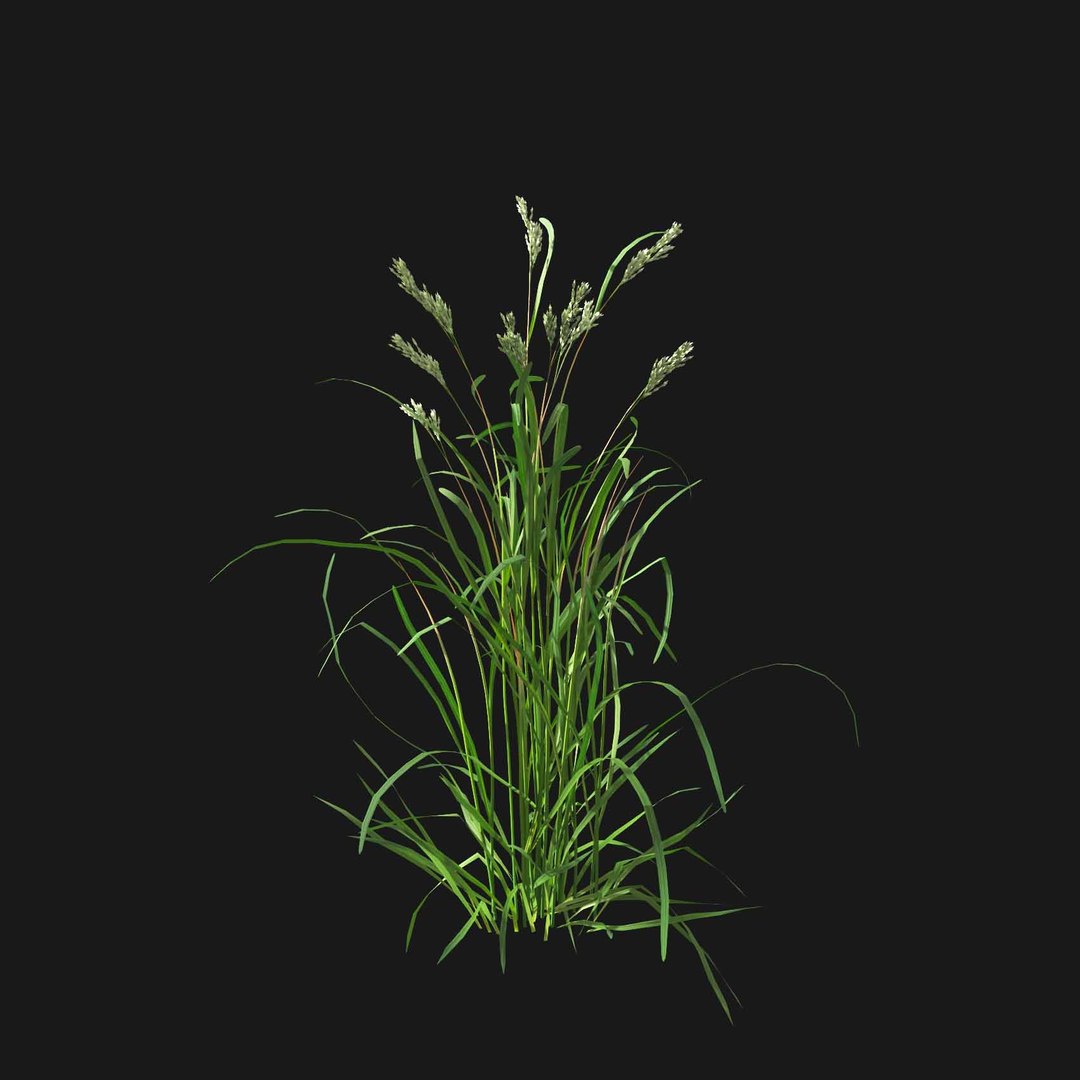 Real Grass 3D https://p.turbosquid.com/ts-thumb/OZ/wuh43I/ws/vpdactylisv3/jpg/1695472712/1920x1080/fit_q87/4ef48038ea850c5b25812e4f1f464f89d2a95432/vpdactylisv3.jpg