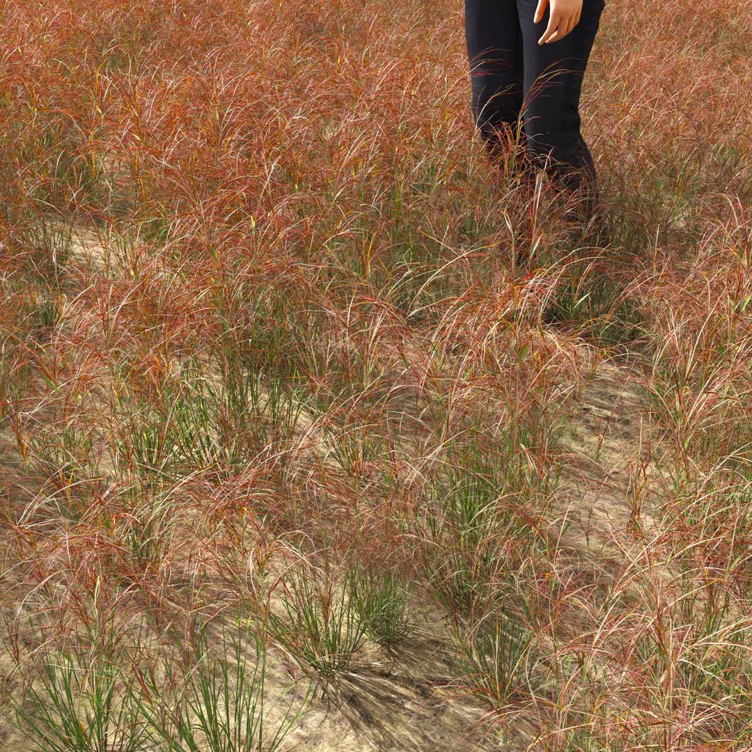 Real Grass 3D https://p.turbosquid.com/ts-thumb/OZ/wuh43I/wy/vparistidapurpureav3field/jpg/1695472688/1920x1080/fit_q87/c9428664433138ae17899c78b3ee7f3468e48ea2/vparistidapurpureav3field.jpg