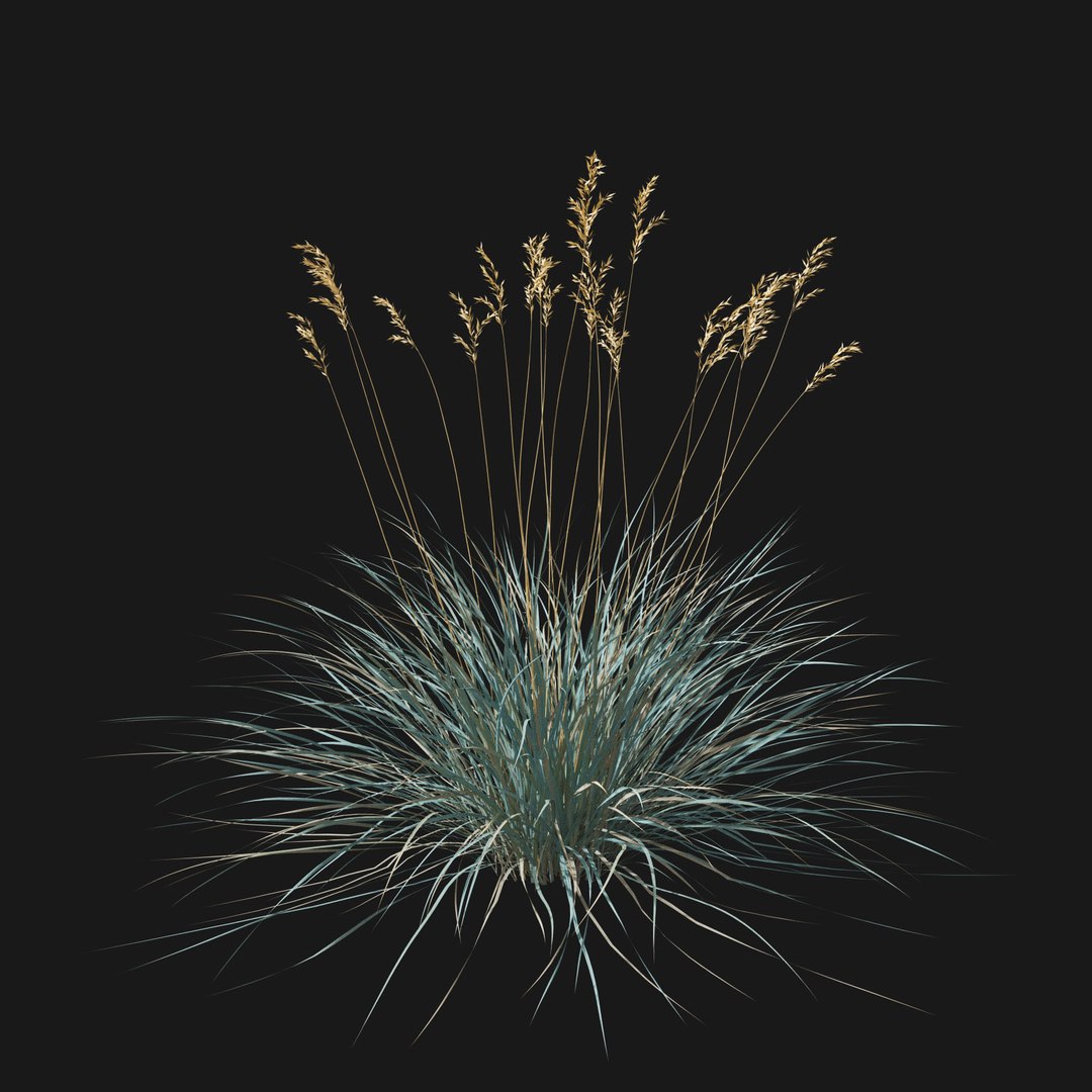 Real Grass 3D https://p.turbosquid.com/ts-thumb/OZ/wuh43I/xZ/vphelictotrichonv3/jpg/1695472731/1920x1080/fit_q87/d5a4d57e2e6b8a347aed9b0f12d65df7a60f67a4/vphelictotrichonv3.jpg