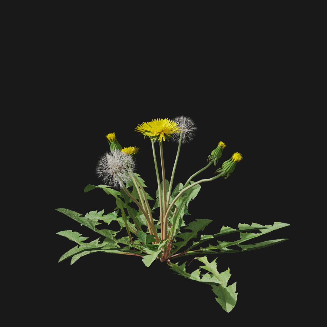 Real Grass 3D https://p.turbosquid.com/ts-thumb/OZ/wuh43I/xh/vpdandelionv1/jpg/1695472715/1920x1080/fit_q87/07f06664a0850be6b62d7e7c317cb46b768a628c/vpdandelionv1.jpg