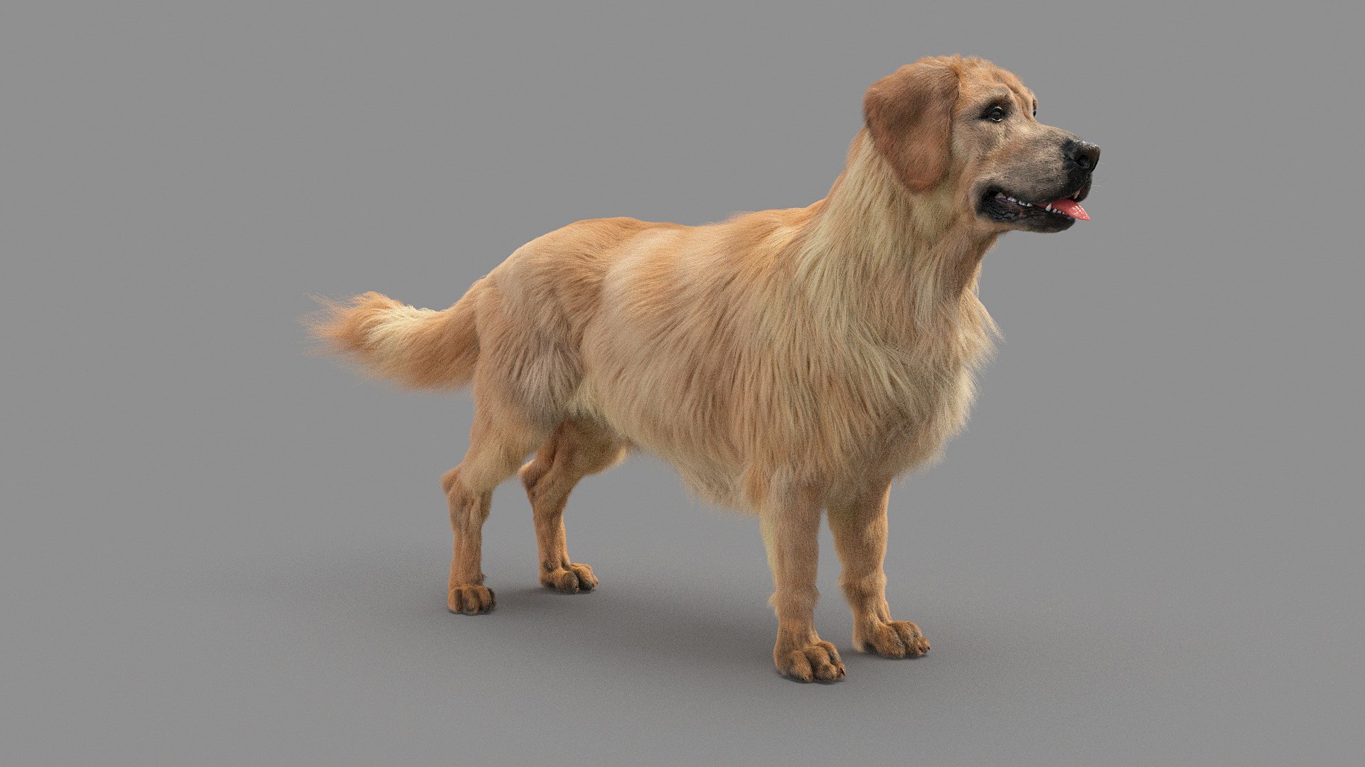 3d Golden Retriver Model - Turbosquid 1736325