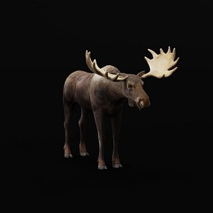 Eurasian Moose Elk Male 3D model