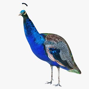 Peacock 3D model
