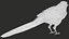 3D model Eurasian Magpie Posed 8K PBR