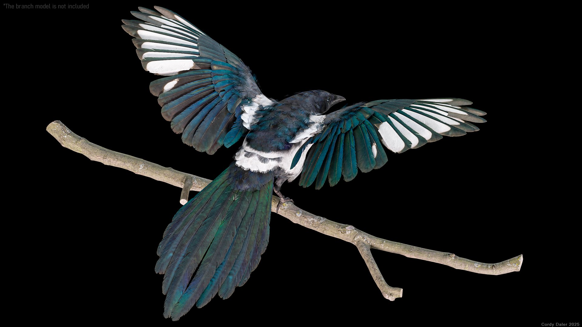 3D model Eurasian Magpie Posed 8K PBR https://p.turbosquid.com/ts-thumb/Oa/UdjSMl/4I/r_viewport_008/png/1762622820/1920x1080/fit_q87/b8f6ecbb69e3d0cb39dfb2e009120625323b1038/r_viewport_008.jpg
