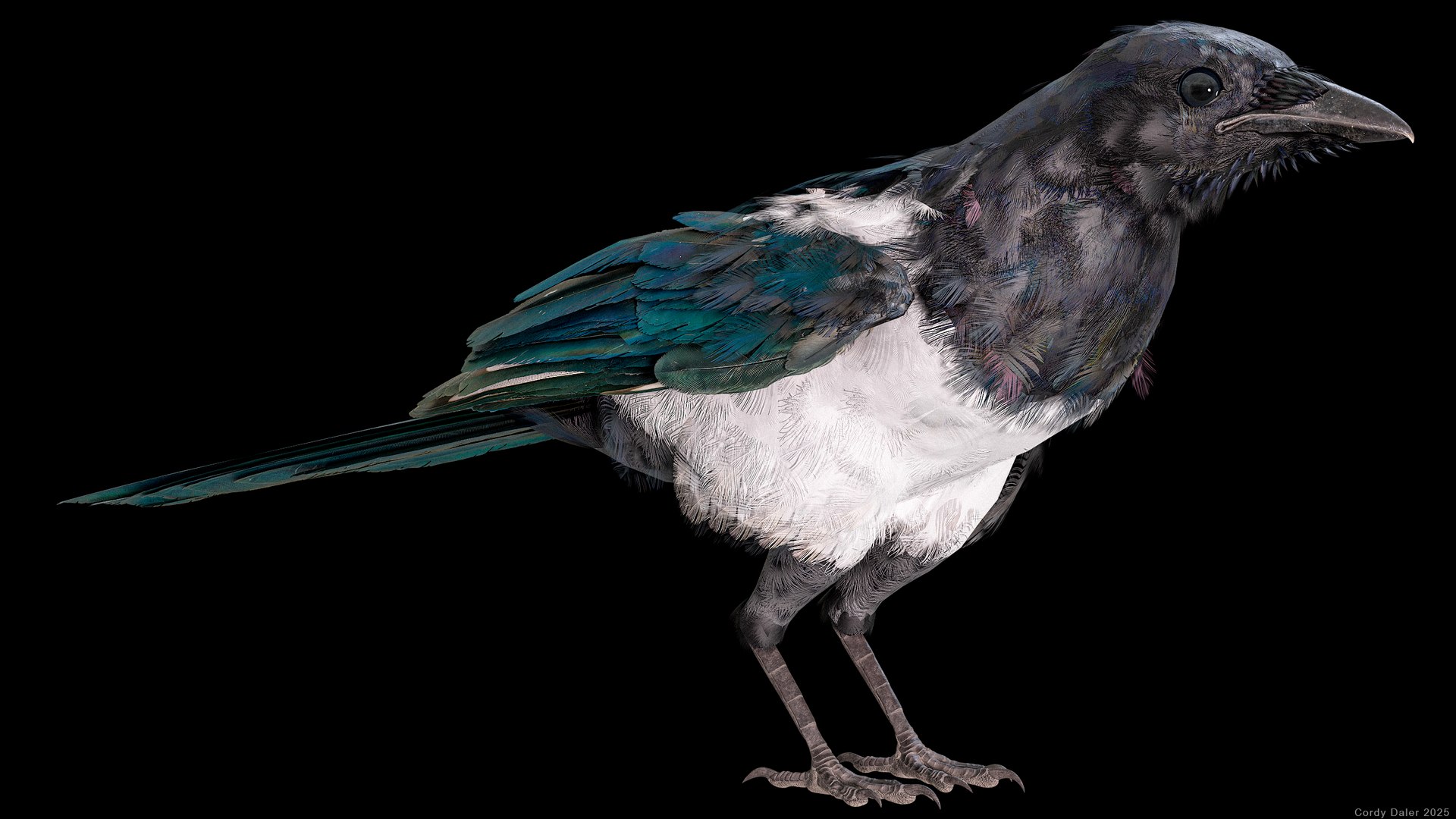 3D model Eurasian Magpie Posed 8K PBR https://p.turbosquid.com/ts-thumb/Oa/UdjSMl/66/r_viewport_024/png/1762622825/1920x1080/fit_q87/15e0d39270b94105405029d38ba1f3778310afe7/r_viewport_024.jpg