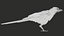 3D model Eurasian Magpie Posed 8K PBR