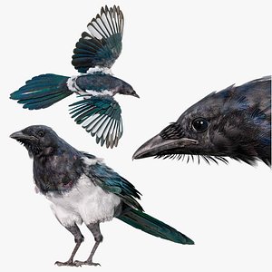 Eurasian Magpie Posed 8K PBR