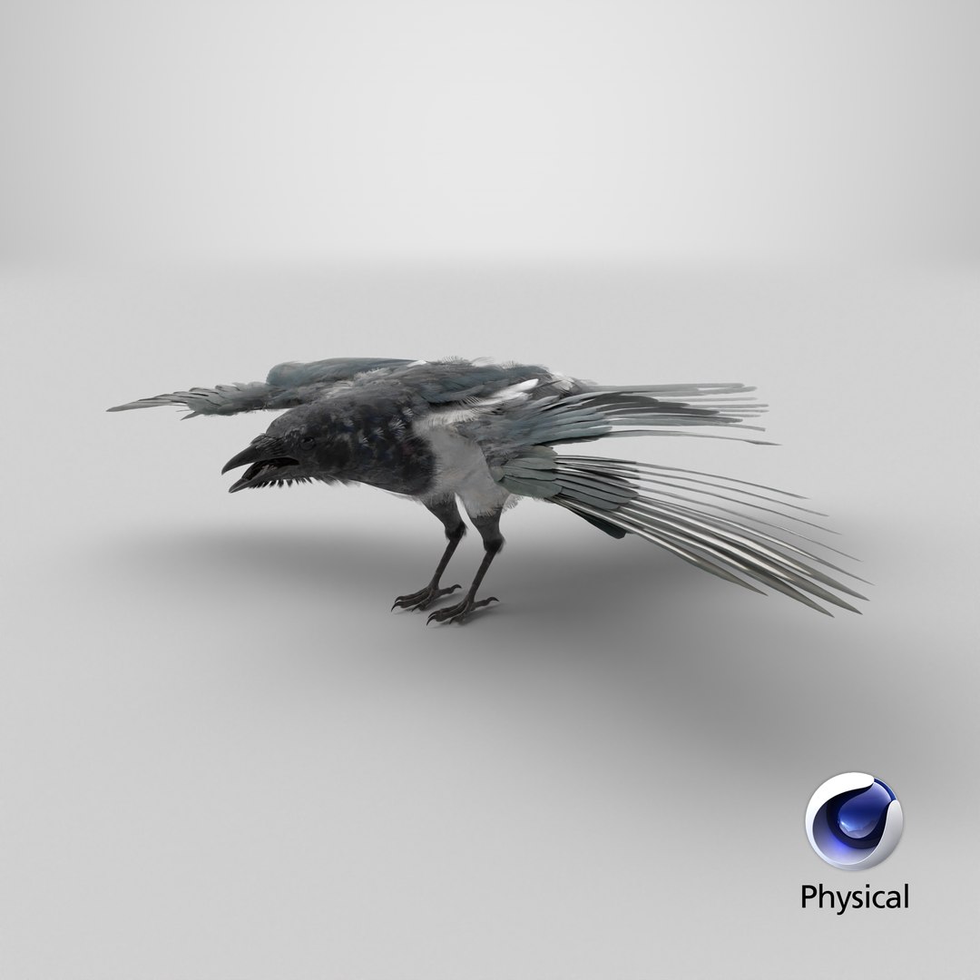 3D model Eurasian Magpie Posed 8K PBR https://p.turbosquid.com/ts-thumb/Oa/UdjSMl/Ad/stemcell_cinema_4d_physical_render/png/1763493928/1920x1080/fit_q87/aa507f8667a1ca913e0e3e2251ea872b0f68b420/stemcell_cinema_4d_physical_render.jpg