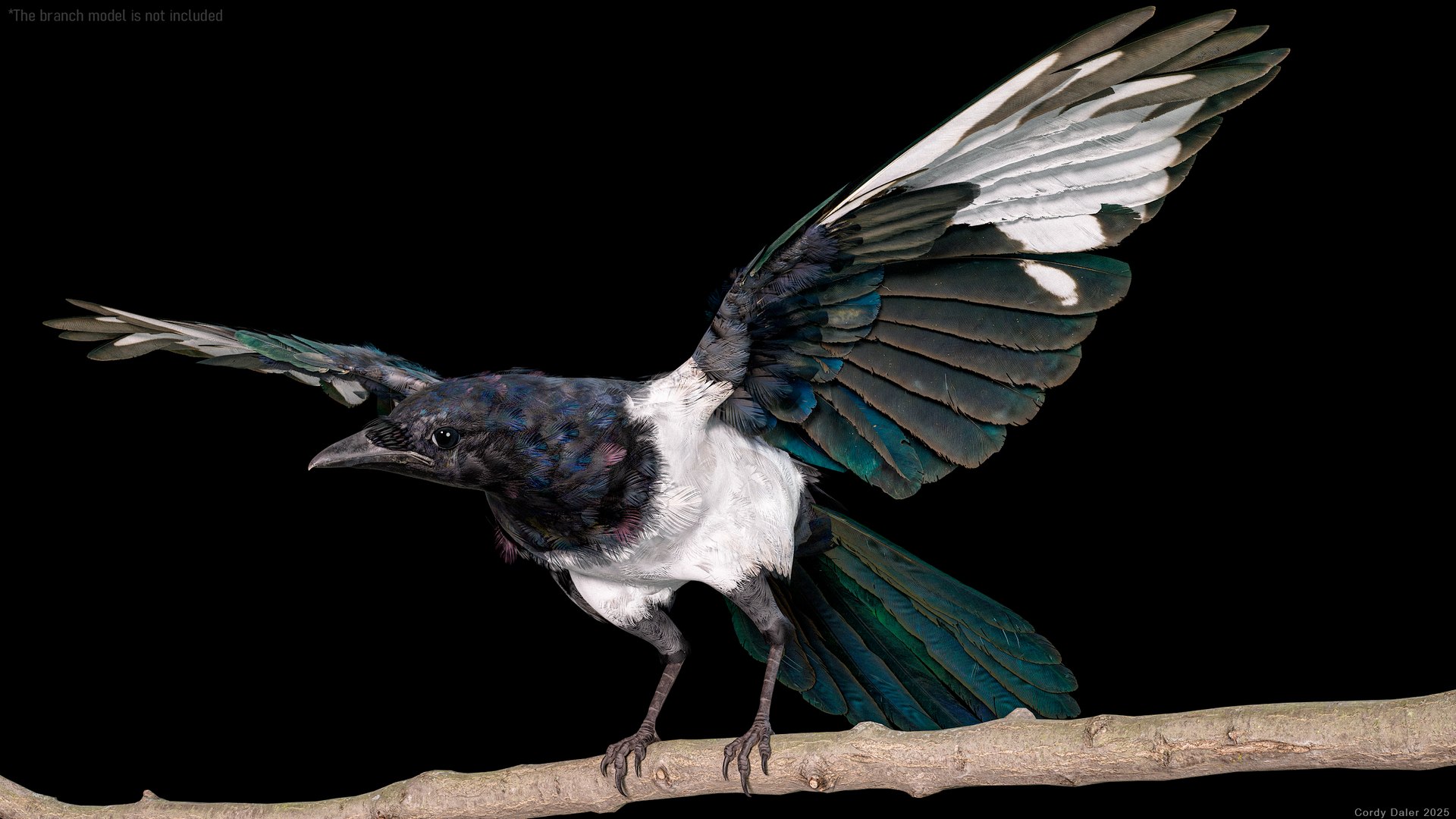 3D model Eurasian Magpie Posed 8K PBR https://p.turbosquid.com/ts-thumb/Oa/UdjSMl/CN/r_viewport_001/png/1762622816/1920x1080/fit_q87/99eb22ca2e03ab36ff61a958f76be2822df50cf7/r_viewport_001.jpg