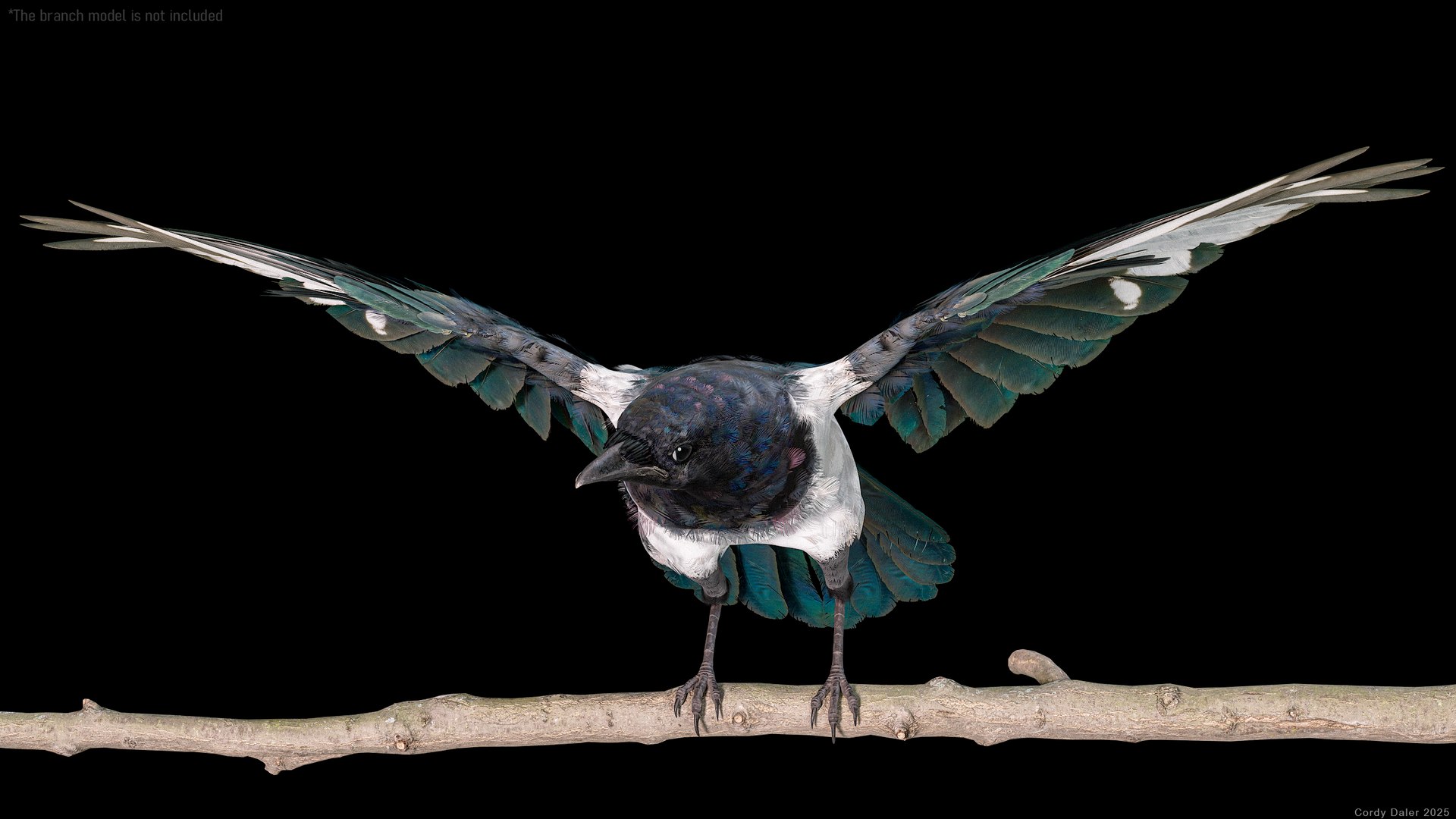 3D model Eurasian Magpie Posed 8K PBR https://p.turbosquid.com/ts-thumb/Oa/UdjSMl/CT/r_viewport_003/png/1762622816/1920x1080/fit_q87/74778ffe7e205e7843de9b4df9a18a2eb0e6878f/r_viewport_003.jpg