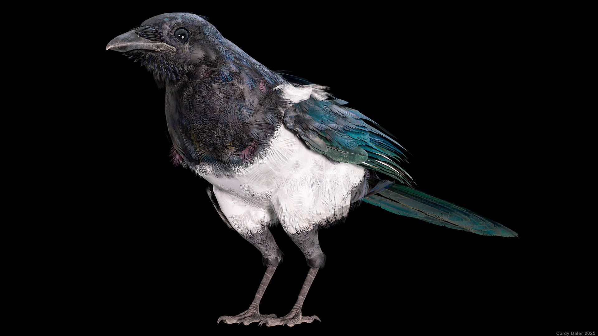 3D model Eurasian Magpie Posed 8K PBR https://p.turbosquid.com/ts-thumb/Oa/UdjSMl/J3/r_viewport_022/png/1762622825/1920x1080/fit_q87/7c1acaf1620478d9fd1311dc3725babe3d10ed95/r_viewport_022.jpg