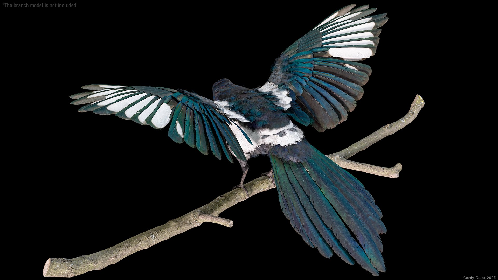 3D model Eurasian Magpie Posed 8K PBR https://p.turbosquid.com/ts-thumb/Oa/UdjSMl/Jp/r_viewport_010/png/1762622822/1920x1080/fit_q87/21abdb6e573b46ba0f57cafa59d3b60a1fb76cf8/r_viewport_010.jpg