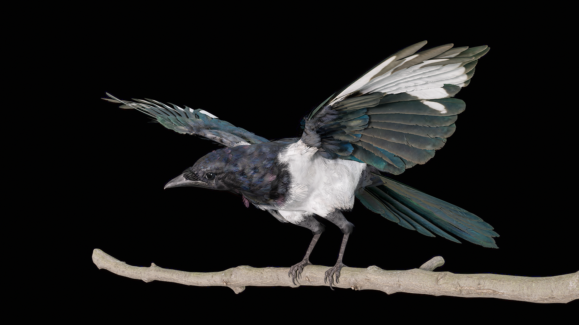 3D model Eurasian Magpie Posed 8K PBR https://p.turbosquid.com/ts-thumb/Oa/UdjSMl/QC/turnigua/png/1762623013/1920x1080/turn_fit_q99/b74846e4792ee6a5c367e75c48d70dfa7b341df9/turnigua-1.jpg