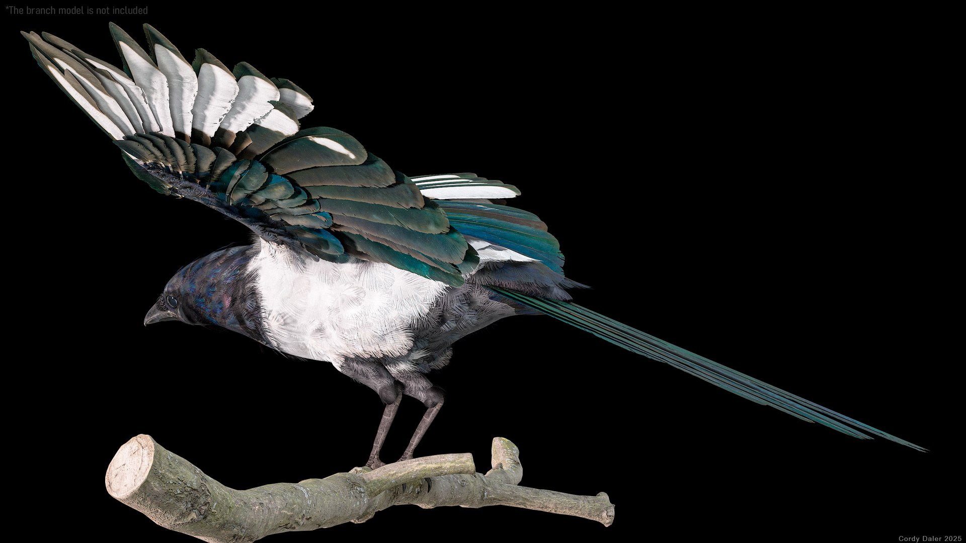 3D model Eurasian Magpie Posed 8K PBR https://p.turbosquid.com/ts-thumb/Oa/UdjSMl/TL/r_viewport_011/png/1762622822/1920x1080/fit_q87/6f5248c66e101dddb9a26b5783969b4bdcf472cd/r_viewport_011.jpg