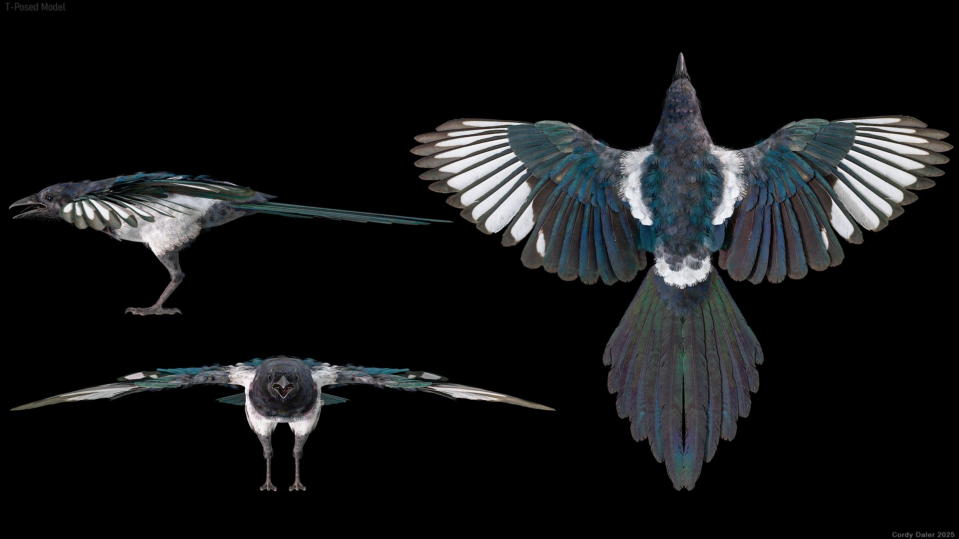 3D model Eurasian Magpie Posed 8K PBR https://p.turbosquid.com/ts-thumb/Oa/UdjSMl/UX/r_viewport_038/png/1762622834/1920x1080/fit_q87/fd000d2115579ae110fce72c681df6d346c0e18d/r_viewport_038.jpg