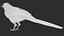 3D model Eurasian Magpie Posed 8K PBR