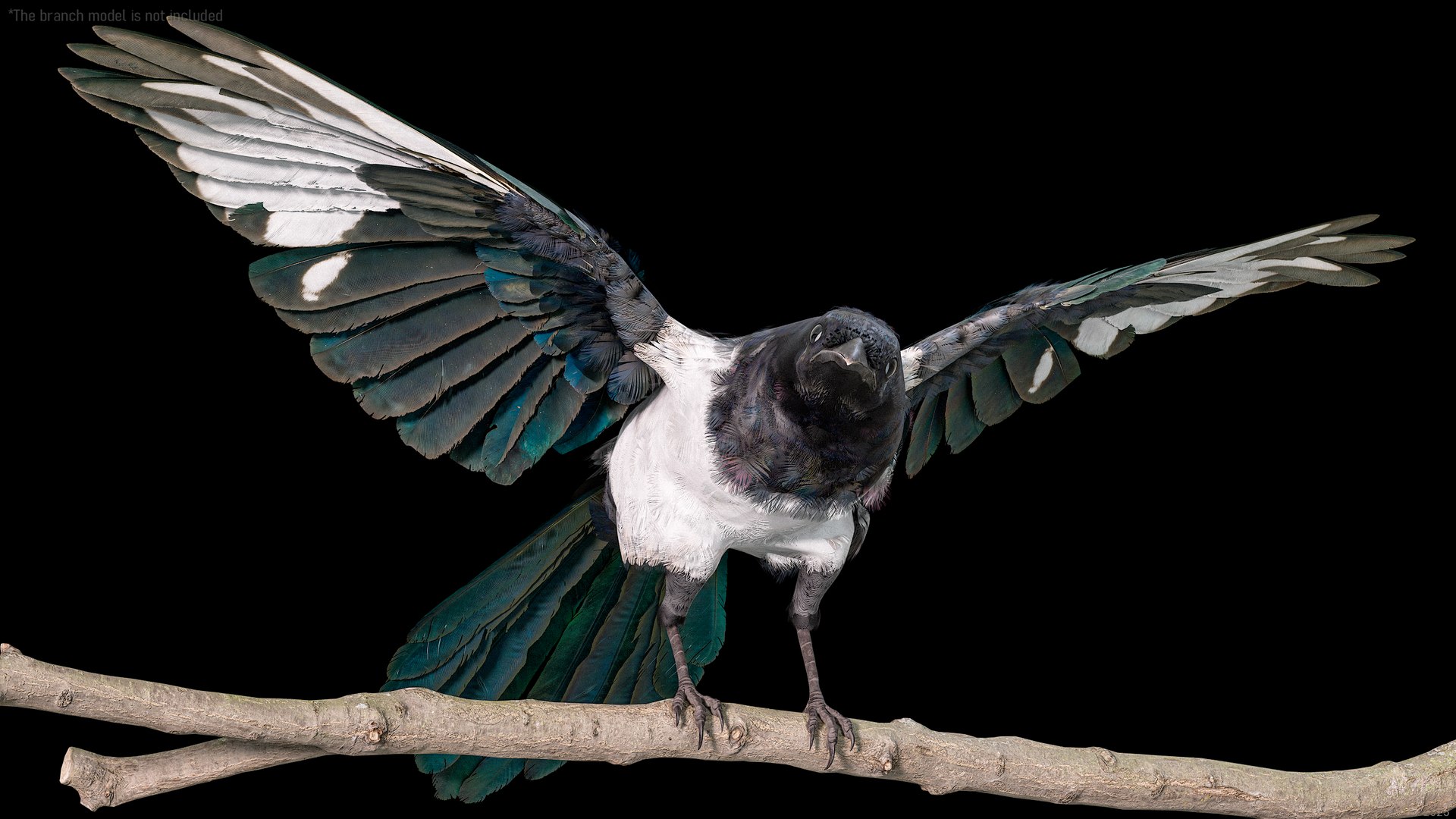 3D model Eurasian Magpie Posed 8K PBR https://p.turbosquid.com/ts-thumb/Oa/UdjSMl/YI/r_viewport_004/png/1762622818/1920x1080/fit_q87/7e57cbb4aedb539bf3bc4fb0ef069da54c4c67a9/r_viewport_004.jpg