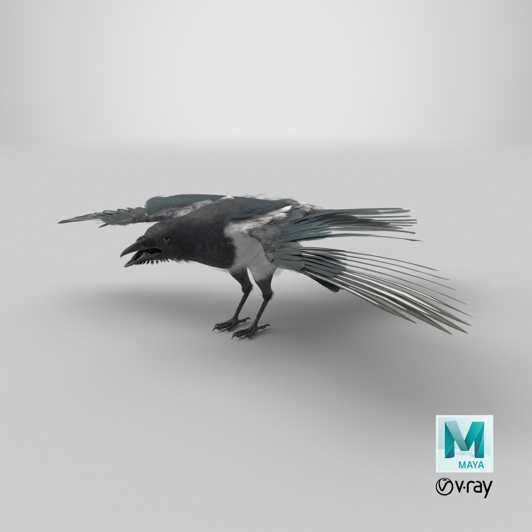 3D model Eurasian Magpie Posed 8K PBR https://p.turbosquid.com/ts-thumb/Oa/UdjSMl/Yt/stemcell_maya_vray_render/png/1763493925/1920x1080/fit_q87/e2a6d98fe90760d4361fd6c0aa1d8d900ac57e6d/stemcell_maya_vray_render.jpg