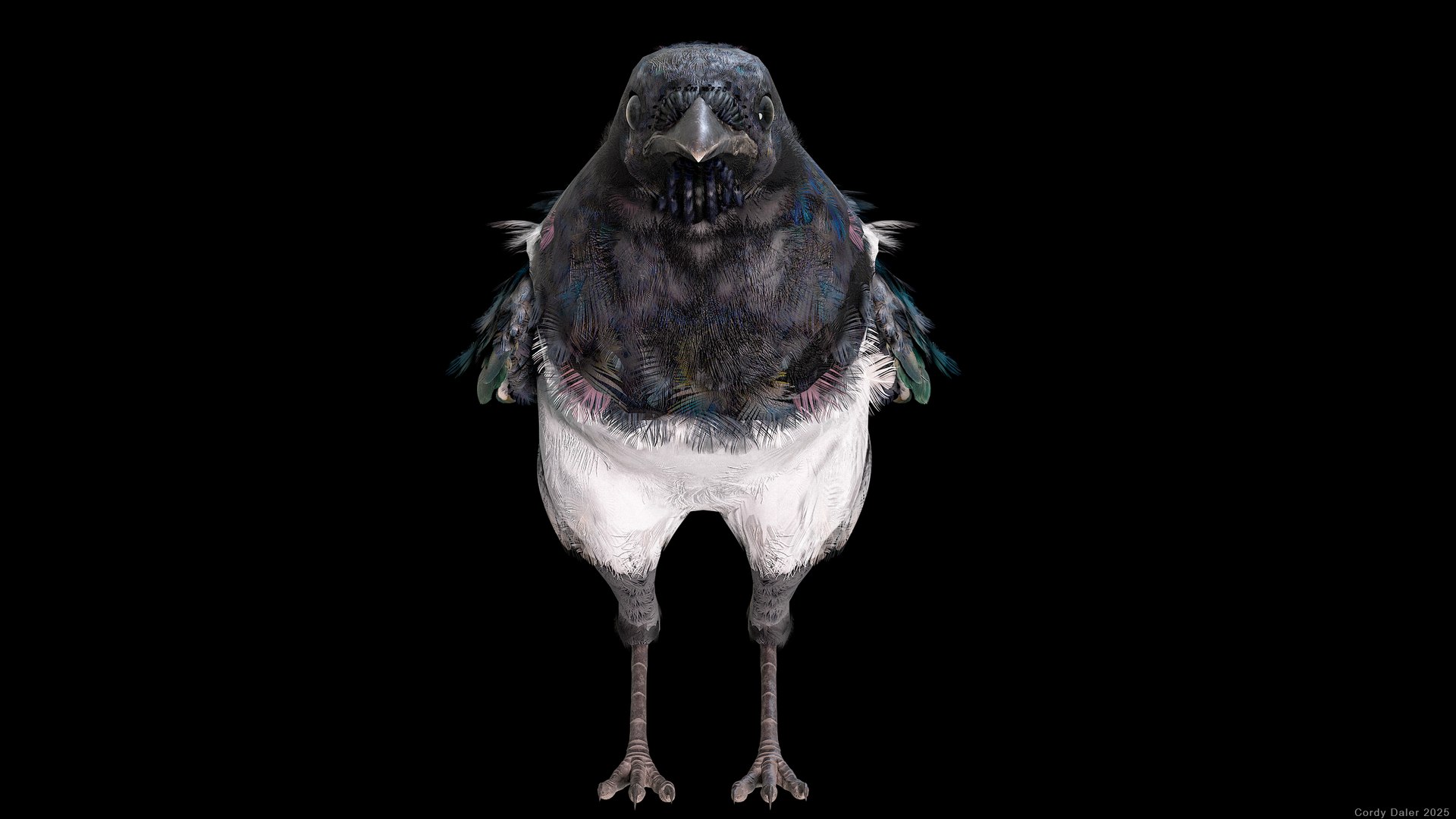 3D model Eurasian Magpie Posed 8K PBR https://p.turbosquid.com/ts-thumb/Oa/UdjSMl/e6/r_viewport_023/png/1762622824/1920x1080/fit_q87/8ad28757591385591e1c52ef5093d63d48b07d61/r_viewport_023.jpg