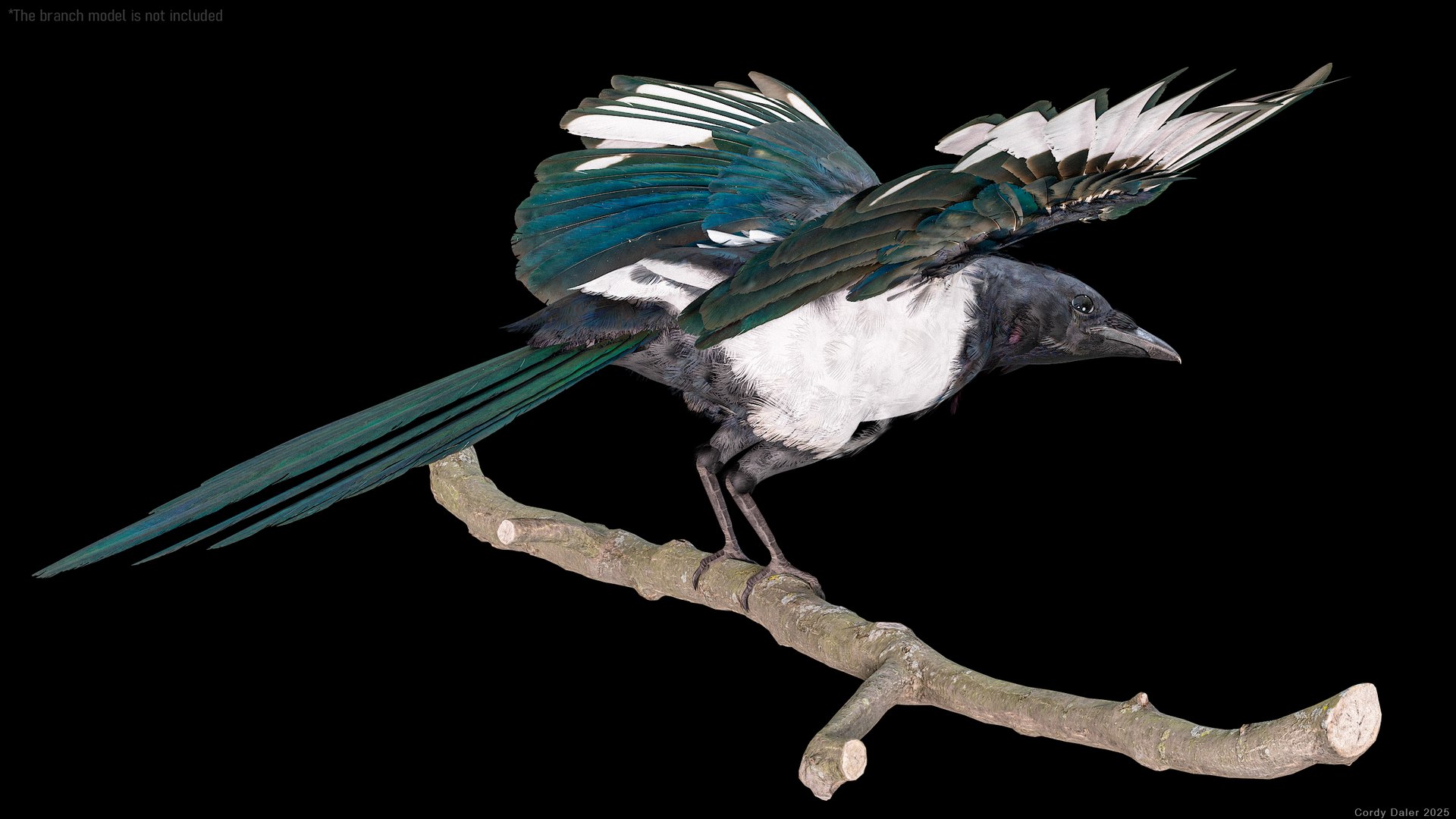 3D model Eurasian Magpie Posed 8K PBR https://p.turbosquid.com/ts-thumb/Oa/UdjSMl/er/r_viewport_007/png/1762622819/1920x1080/fit_q87/15ee8eab848284654c1dd05ce0b3d72e9315bc65/r_viewport_007.jpg