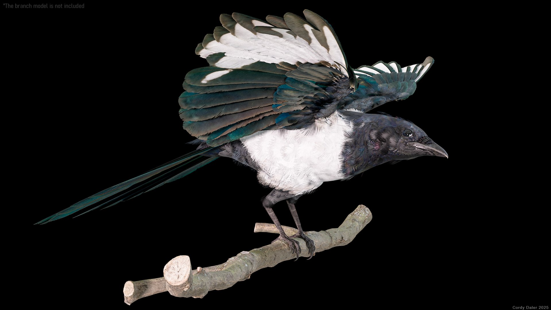 3D model Eurasian Magpie Posed 8K PBR https://p.turbosquid.com/ts-thumb/Oa/UdjSMl/iz/r_viewport_006/png/1762622819/1920x1080/fit_q87/1498cdd52cff58b9ab8783d14aed7dab35b619e6/r_viewport_006.jpg