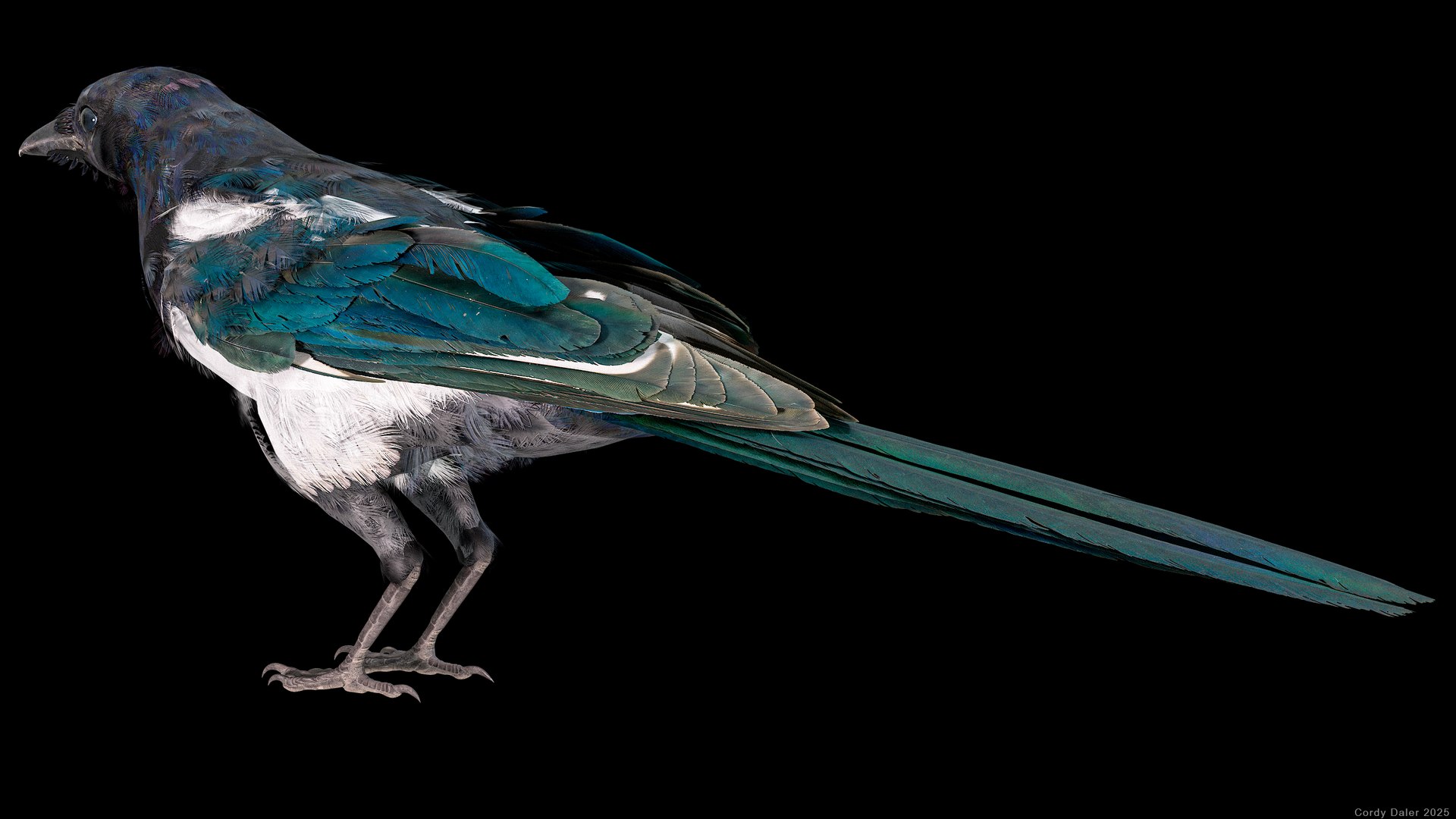 3D model Eurasian Magpie Posed 8K PBR https://p.turbosquid.com/ts-thumb/Oa/UdjSMl/l1/r_viewport_028/png/1762622827/1920x1080/fit_q87/b49d82111437ea9755ca86ab0550c0ac82637468/r_viewport_028.jpg