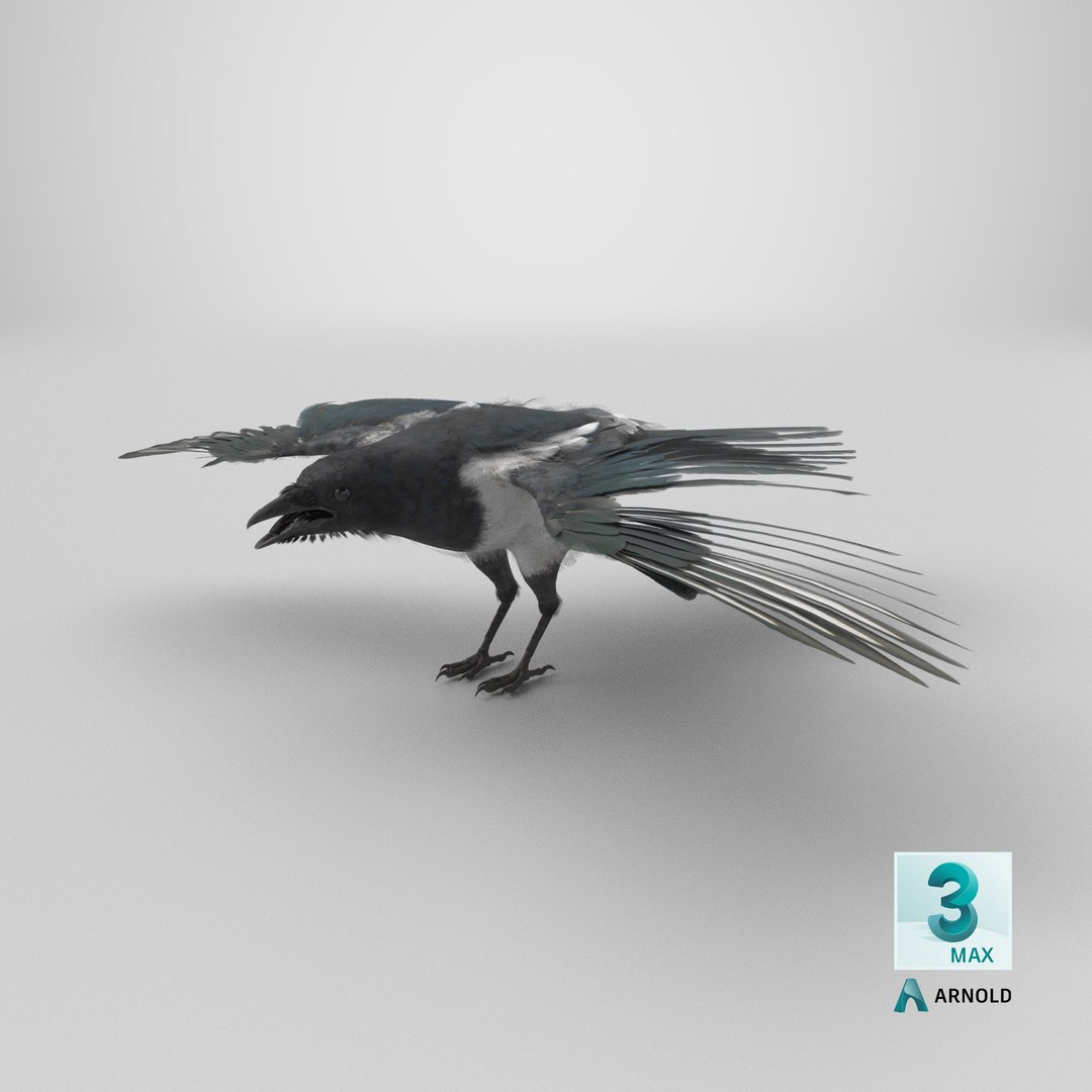 3D model Eurasian Magpie Posed 8K PBR https://p.turbosquid.com/ts-thumb/Oa/UdjSMl/lC/stemcell_max_arnold_render/png/1763493930/1920x1080/fit_q87/6e629cd9c7f7a5a12c833ec11f26d6e463dfc202/stemcell_max_arnold_render.jpg