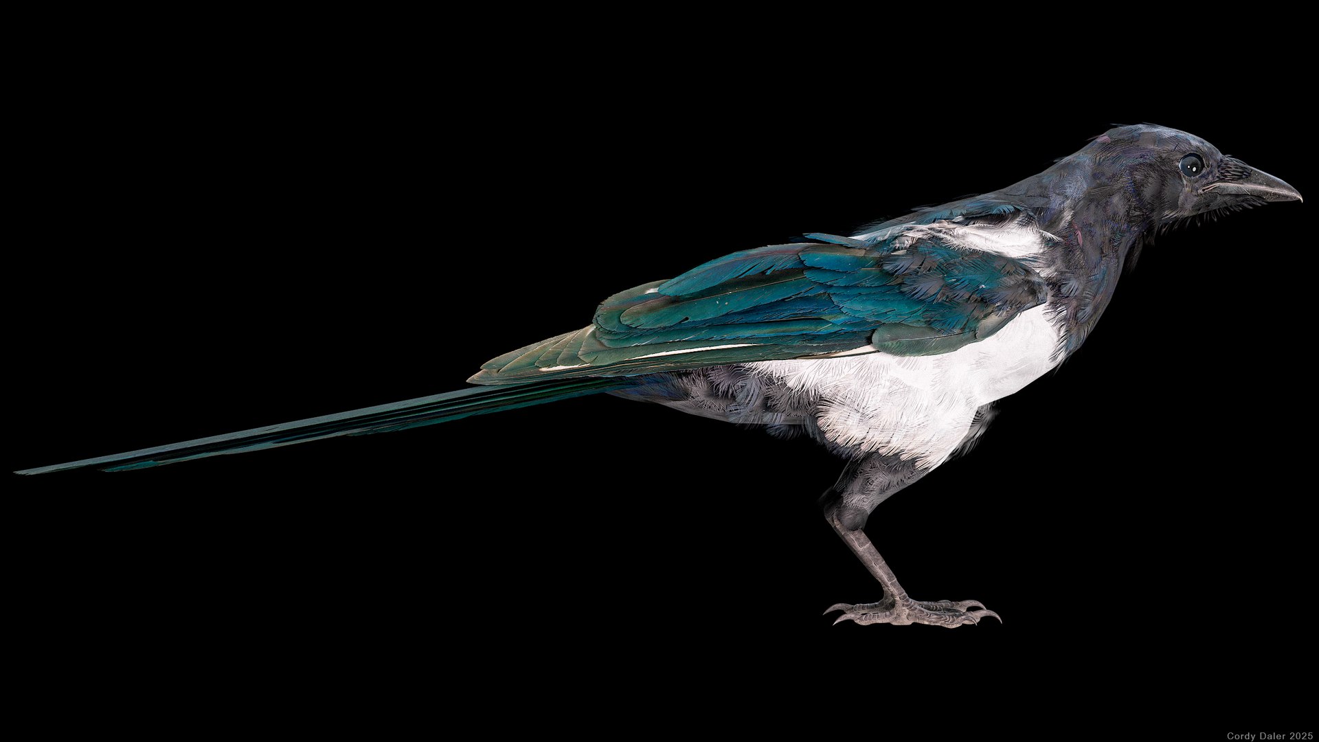 3D model Eurasian Magpie Posed 8K PBR https://p.turbosquid.com/ts-thumb/Oa/UdjSMl/mQ/r_viewport_025/png/1762622826/1920x1080/fit_q87/d6dbea9f10aaee8eab49df0af8259d6c864ecf8b/r_viewport_025.jpg