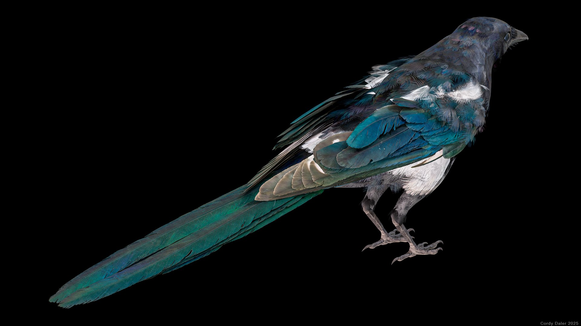 3D model Eurasian Magpie Posed 8K PBR https://p.turbosquid.com/ts-thumb/Oa/UdjSMl/qE/r_viewport_026/png/1762622826/1920x1080/fit_q87/c24c89170a2469438d2cffc00e16d80fe3ea6c98/r_viewport_026.jpg