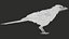 3D model Eurasian Magpie Posed 8K PBR