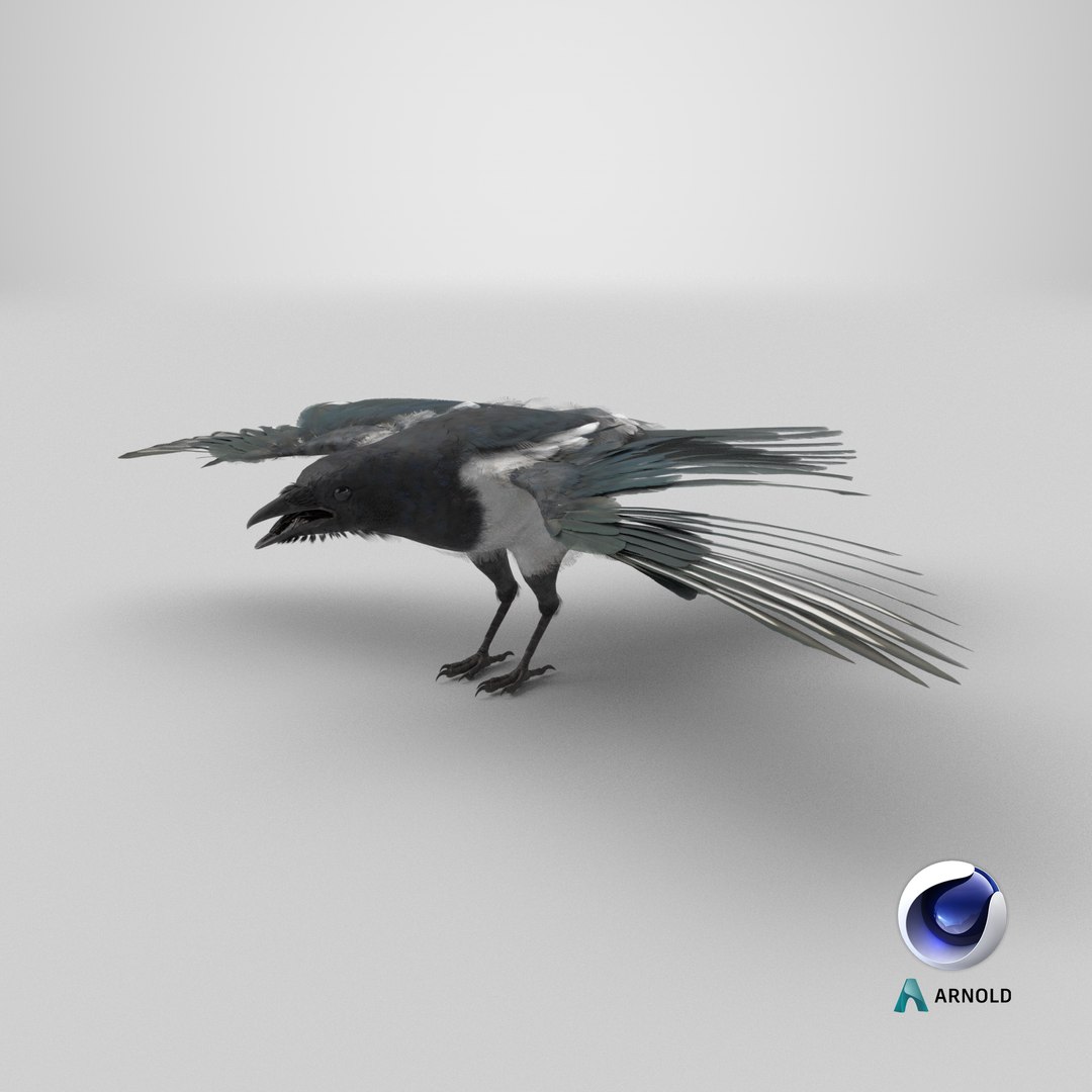 3D model Eurasian Magpie Posed 8K PBR https://p.turbosquid.com/ts-thumb/Oa/UdjSMl/tj/stemcell_cinema_4d_arnold_render/png/1763493926/1920x1080/fit_q87/43a9bf9475e0ca7607e1fd2a59b291c5ac3d417b/stemcell_cinema_4d_arnold_render.jpg