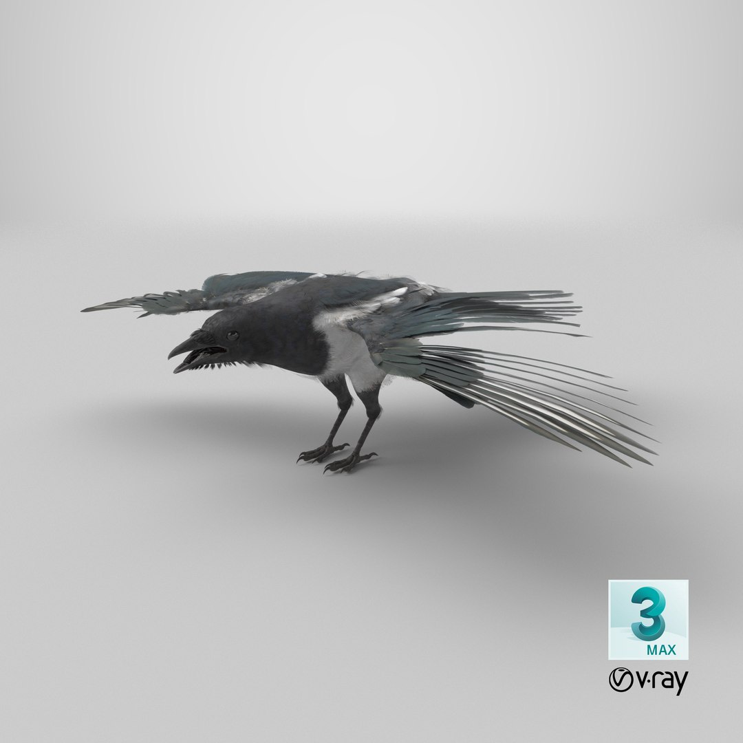 3D model Eurasian Magpie Posed 8K PBR https://p.turbosquid.com/ts-thumb/Oa/UdjSMl/tj/stemcell_max_vray_render/png/1763493929/1920x1080/fit_q87/6515b5f18b37b30b23b0963337ccdb089ec96ff4/stemcell_max_vray_render.jpg