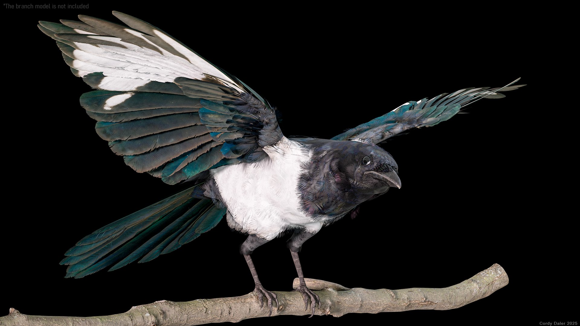 3D model Eurasian Magpie Posed 8K PBR https://p.turbosquid.com/ts-thumb/Oa/UdjSMl/vY/r_viewport_005/png/1762622819/1920x1080/fit_q87/e712395c1343f56cfa416dd62f129edf080da296/r_viewport_005.jpg