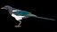 3D model Eurasian Magpie Posed 8K PBR
