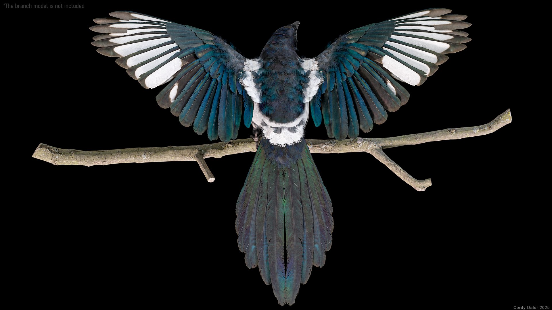 3D model Eurasian Magpie Posed 8K PBR https://p.turbosquid.com/ts-thumb/Oa/UdjSMl/wc/r_viewport_009/png/1762622823/1920x1080/fit_q87/2a99b9027f406e927d7774e9f91bf9622cd728fe/r_viewport_009.jpg