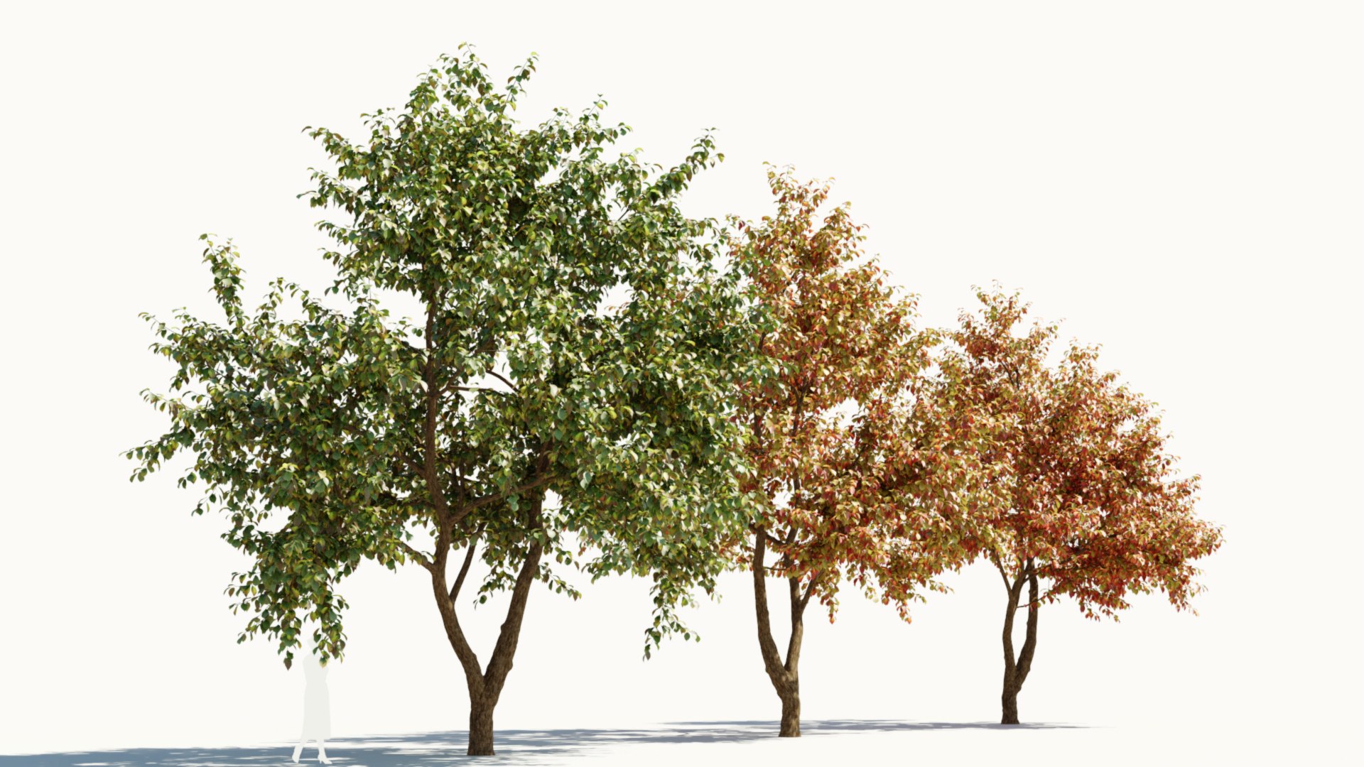 3D Ulmus changii c https://p.turbosquid.com/ts-thumb/Oa/W3IvJz/6P/ulmuschangiic_5/jpg/1732446708/1920x1080/fit_q87/691e20db001cfc786d8f8f208c40cc7cfa81dcf8/ulmuschangiic_5.jpg
