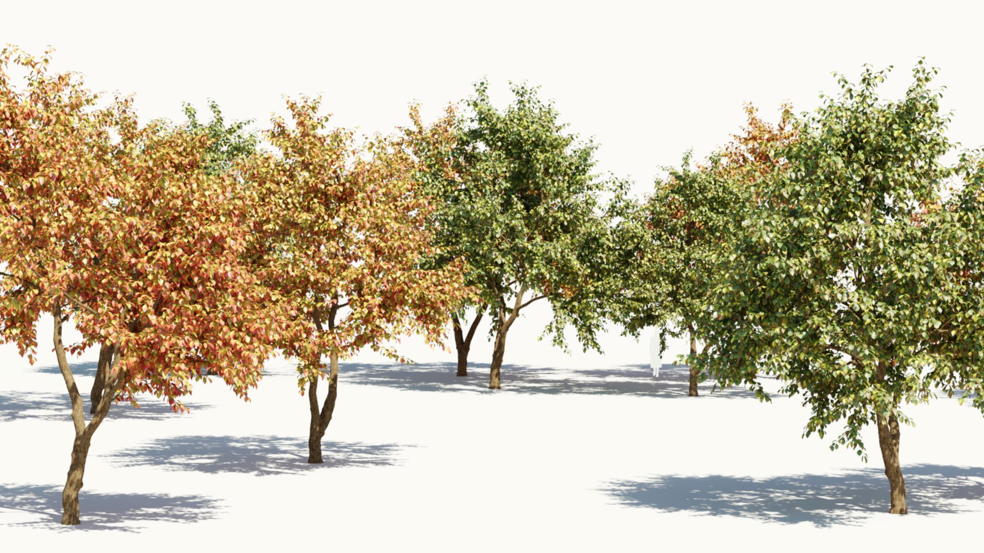 3D Ulmus changii c https://p.turbosquid.com/ts-thumb/Oa/W3IvJz/Hn/ulmuschangiic_13/jpg/1732446701/1920x1080/fit_q87/2c783044e0700b371e08a8e864938c33ba9cf06c/ulmuschangiic_13.jpg