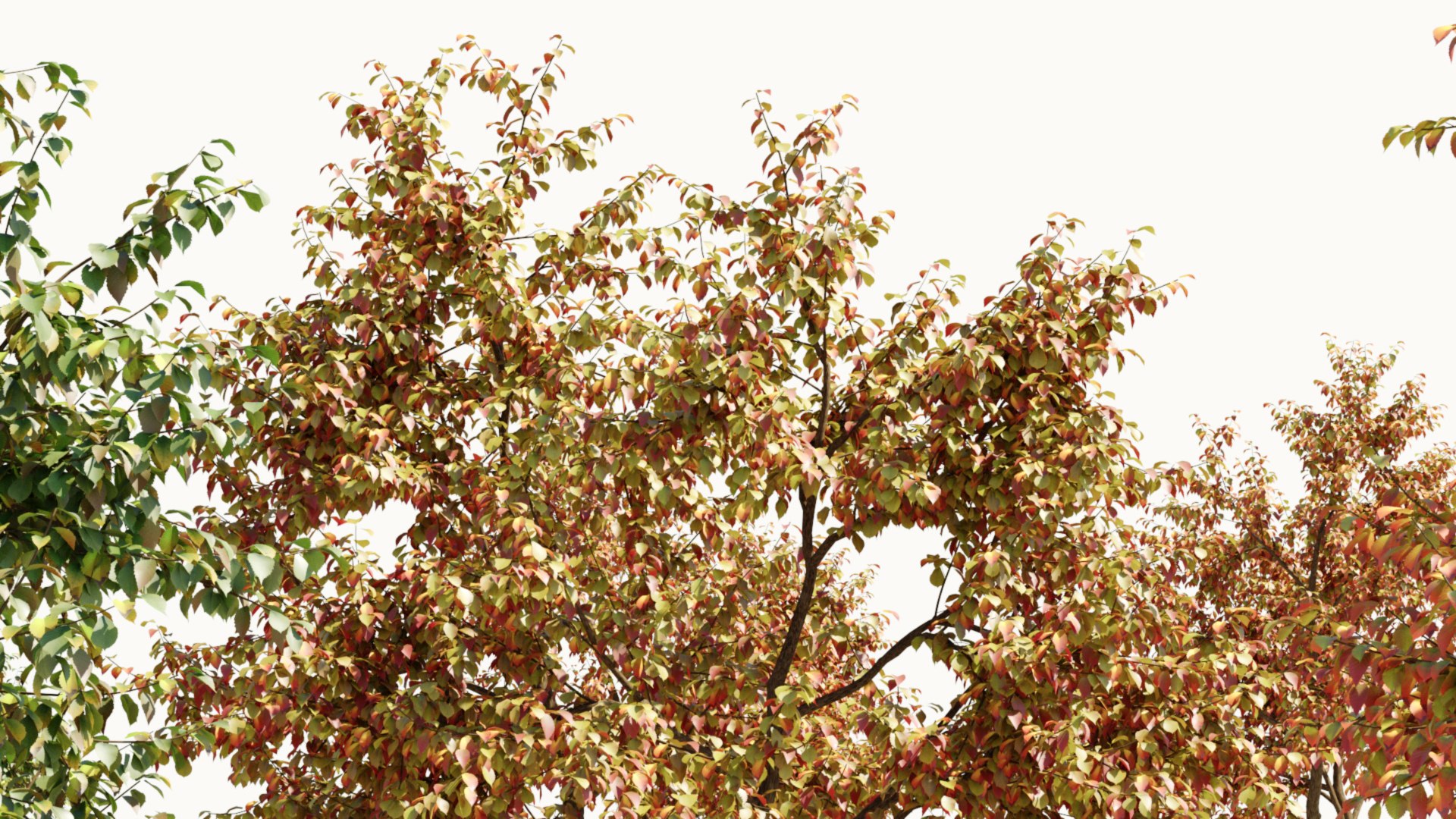3D Ulmus changii c https://p.turbosquid.com/ts-thumb/Oa/W3IvJz/Oc/ulmuschangiic_12/jpg/1732446715/1920x1080/fit_q87/d2fff5ad67916a63da223add26351bb1e8e84b1d/ulmuschangiic_12.jpg