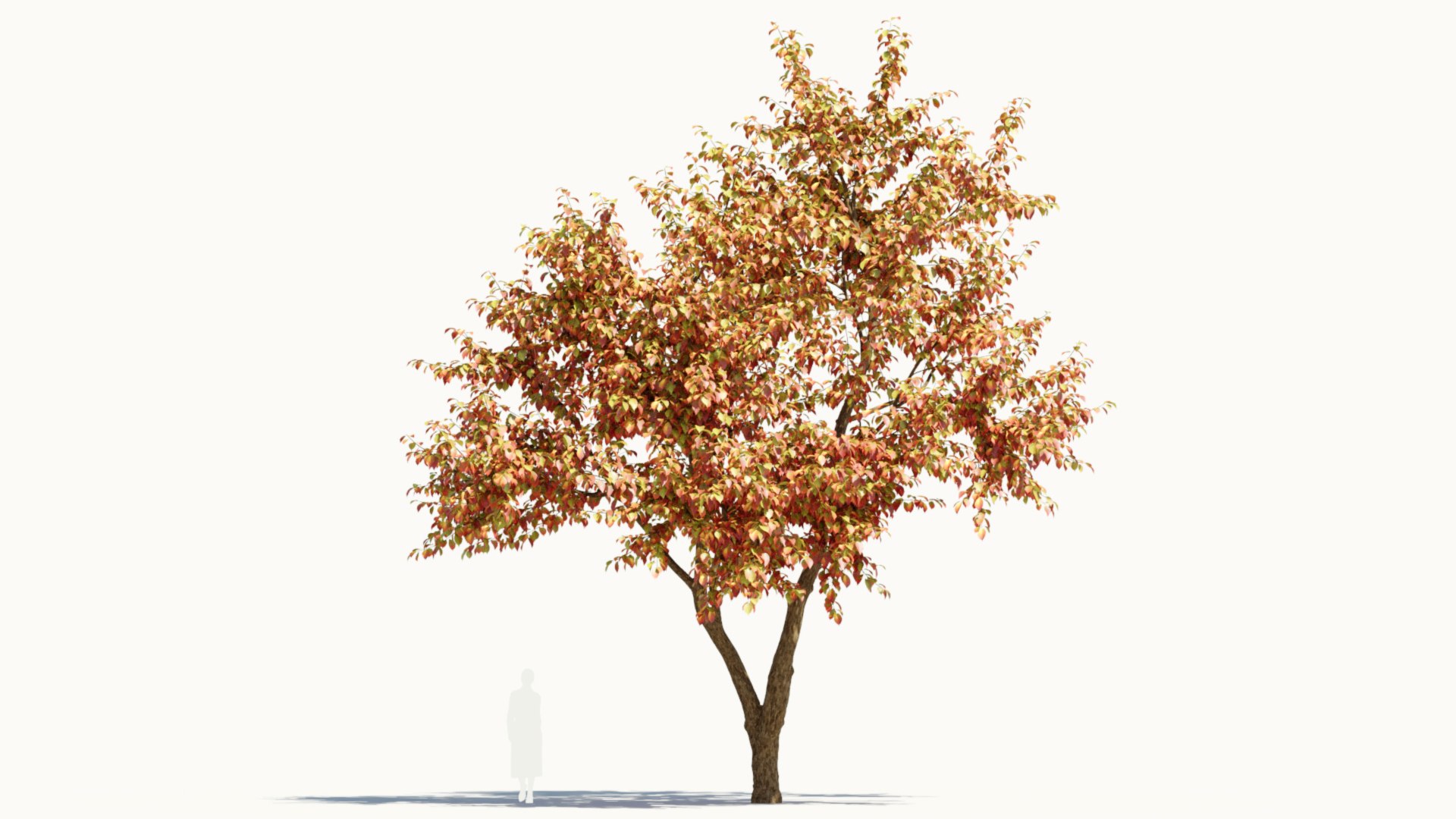 3D Ulmus changii c https://p.turbosquid.com/ts-thumb/Oa/W3IvJz/Pg/ulmuschangiic_10/jpg/1732446713/1920x1080/fit_q87/0089218242aa79f627e19a867bcded6fe786d418/ulmuschangiic_10.jpg
