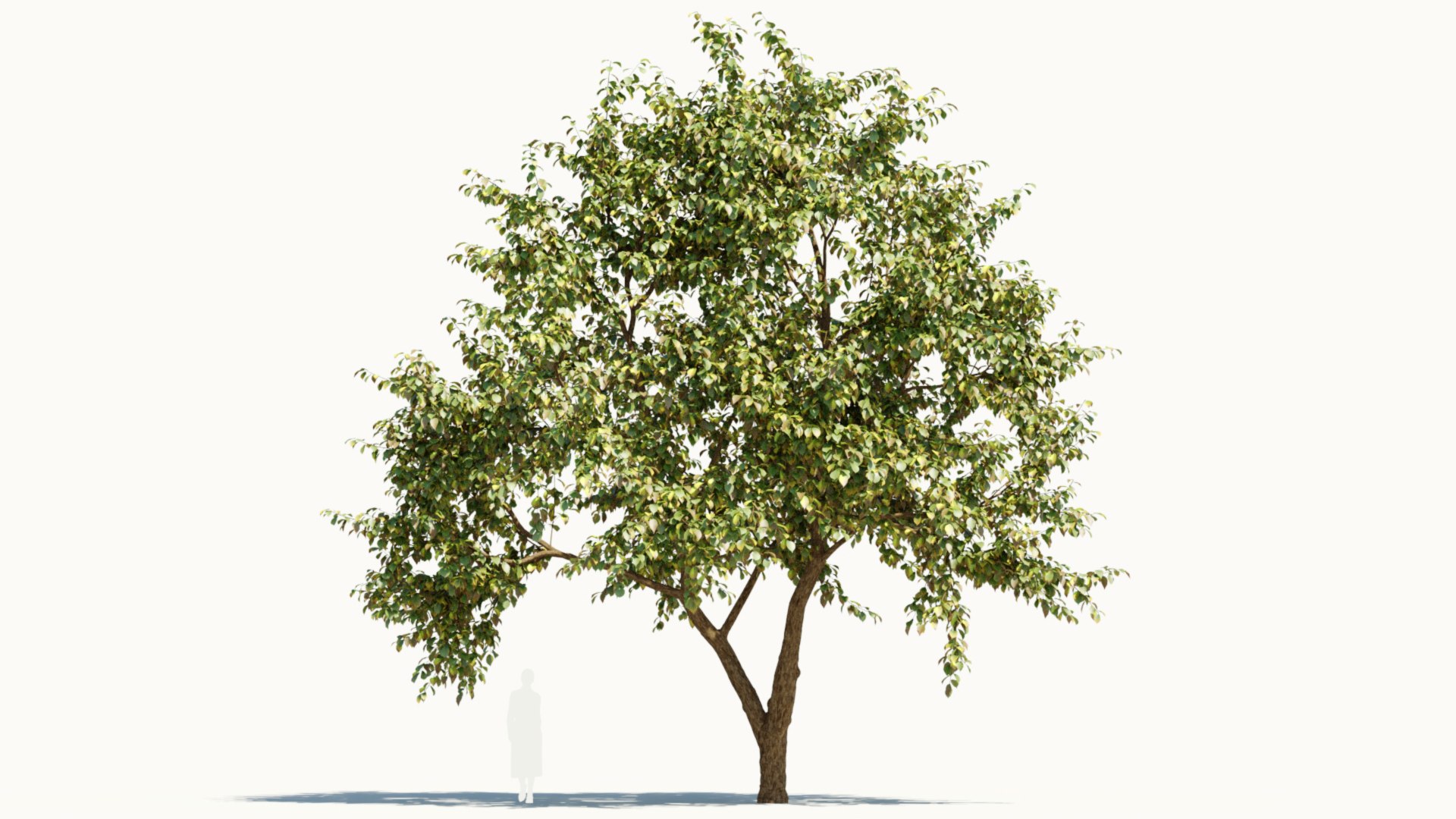 3D Ulmus changii c https://p.turbosquid.com/ts-thumb/Oa/W3IvJz/Ul/ulmuschangiic_8/jpg/1732446712/1920x1080/fit_q87/c10343ecf693ff5ad6f8e190a0734ec3abc71554/ulmuschangiic_8.jpg