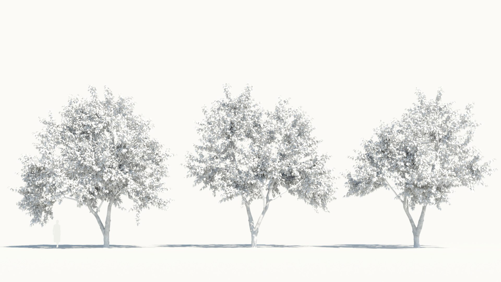 3D Ulmus changii c https://p.turbosquid.com/ts-thumb/Oa/W3IvJz/Uy/ulmuschangiic_2/jpg/1732447006/1920x1080/fit_q87/ee62684745c56bb8f922eecc6dfbf1742cf37b1a/ulmuschangiic_2.jpg