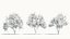 Ulmus changii c