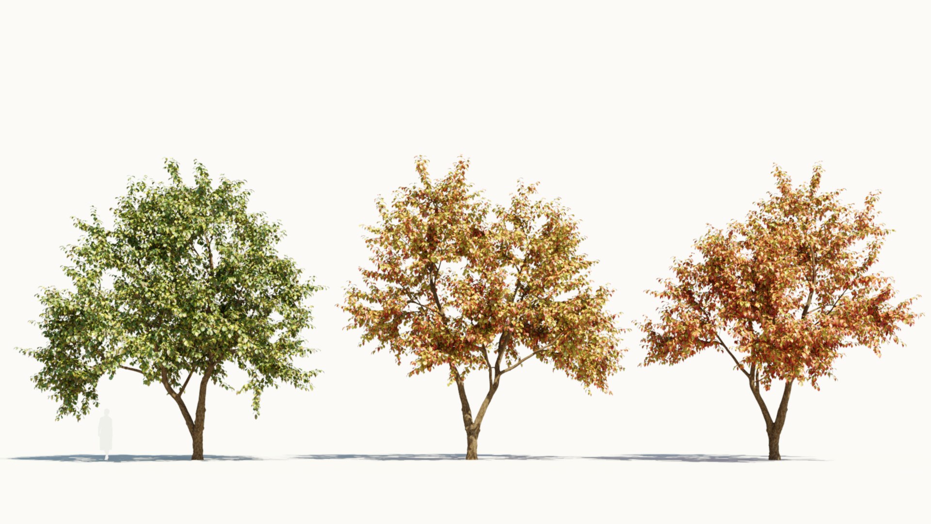 3D Ulmus changii c https://p.turbosquid.com/ts-thumb/Oa/W3IvJz/cF/ulmuschangiic_1/jpg/1732447059/1920x1080/fit_q87/6a03da2380f5f046a71f7be3d301f997fb042ac9/ulmuschangiic_1.jpg